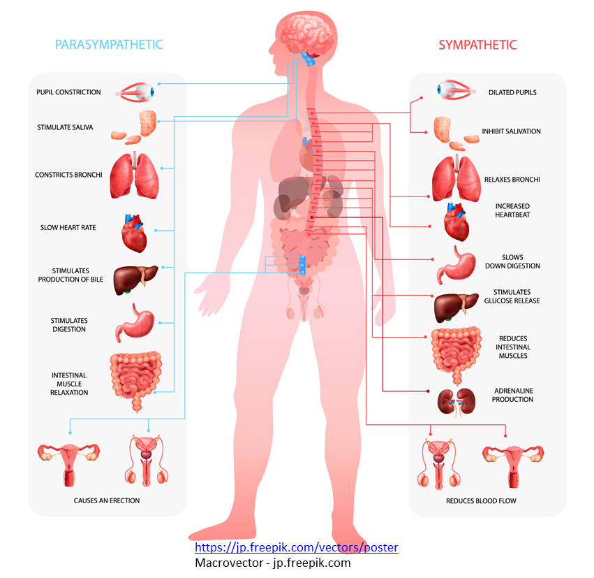 梅雨時の自律神経